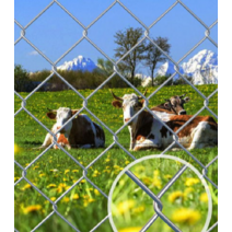 안전 보호망 능형 울타리 고라니망 닭장 메쉬 휀스, 두께 3.0mm 규격 2.5 10m 홀 6cm