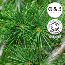 [GO5109 천연화장품비누재료] 시더우드 (ORGANIC CEDARWOOD ATLAS)-O&3 유기농, 500ml