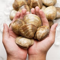 해감완료 활 백생합(소)1kg X 2팩 / 백합 생합 상합, 백생합(소)1kgX2팩
