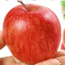 미니사과/후지오토메/접목1년포트/묘목/d0034