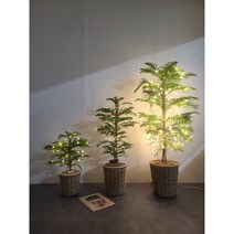 크리스마스 트리 아라우카리아, H105, 회색 토분 22호 (셋트받침 포함)