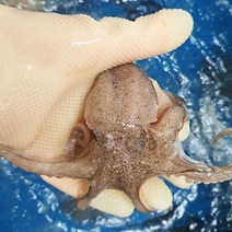 푸마담 급냉 알배기 쭈꾸미, 3kg, 1개
