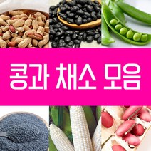 강낭콩 씨앗 호랑이콩 울타리콩 완두콩 작두 적작두콩 아라리 팥 녹두 율무 깨 옥수수 땅콩 서리태 메주 쥐눈이 렌틸 종자 파종 재배 슈퍼 땅콩 씨 종자 키우기 모음, 12.자색땅콩 20g