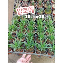 알로에 10개 20개/﻿거친 사막 기후에서 잘 자란 만큼 한국 기후에도 잘 적응