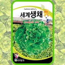 유럽상추씨앗 생채상추 종자 1000립 봄 여름 가을 사계절 쌈채소키우기, 단품