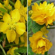 황매화/키60~80cm(4주묶음)/묘목/d0607