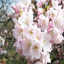 벚나무 직립 왕벚나무 묘목 아미노가와