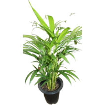 [골든플랜트] 아레카야자 아레카야자대품 공기정화식물 반려식물키우기