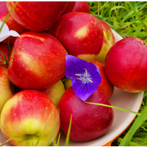 햇사과 영천사과 미니사과 루비에스사과 4kg 사과다이어트 성인병예방 사과빵 사과잼 사과쥬스, 상세페이지 참조
