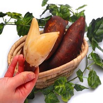 야콘 생과 3kg~ 실속(즙용) 중품 특품 최상품 선택가능, 실속 3kg(작거나부러짐), 1개