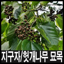 지구자/헛개나무/헛개나무묘목/실생1년이상/도시농부, 지구자 실생2년(특) 1주