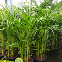 바닐라가든 아레카야자 키 60~80cm 129