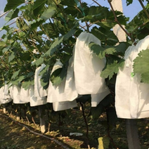 100개 포도 봉지 농사용 부직포 망 배 봉투 씌우기 복숭아 방수 보호 해충 곤충 방제