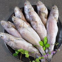 [오대양씨푸드] 자연산민어 8~9미 제수용생선 1kg, 1kg 8~9미