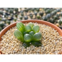 하월시아(Haworthia) - 기본포트 독일토분선택 베란다정원 홈가드닝 집꾸미기 소형식물, 하월시아 + 기본포트