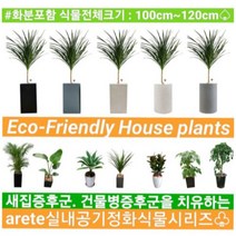 없음 [반값화분] MAIN-대형드라코130(드라세나) 직접배송 축하화분 개업화분 거실화분 카페화분 인테리어화분 아레카야자 극락조 알로카시아 파키라 고무나무, 사각블랙