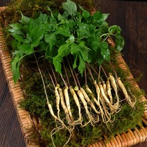 [산지직송] 영동 새싹삼 30뿌리 (소/중/대) 잎 줄기 뿌리를 모두 먹는 건강한 어린 인삼, 소 (14cm 내외) - 30뿌리