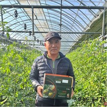 [머드러기] 산지직송 당일발송 대저 짭짤이 토마토 2.5kg, 대저 토마토 2.5kg(M/중과/B등급)