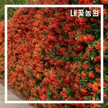 피라칸타(피라칸사스) 6치 포트 (키 80~100cm)