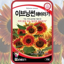 이브닝썬 해바라기 씨앗 30립 꽃씨 꽃씨몰 희귀 해바라기 씨 벨벳퀸