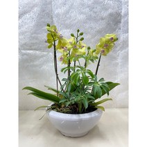 퀵 배송 서양난 서양란 서울 경기 축하화분 승진화분 개업화분, 1.화이트