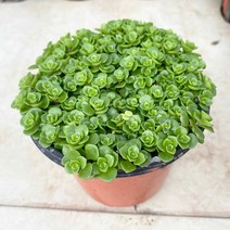 미니농장 황금세덤 청세덤 키우기 햇빛을 사랑하는 다육과 번식왕식물