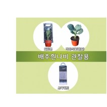 배추흰나비 관찰용