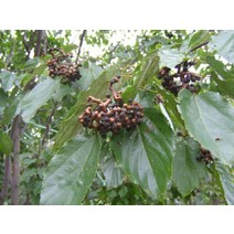 묘목/지구자/헛개나무/실생3년 뿌리/5주 AB460, 1개