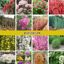 꽃나무 조경수묘목 장미 조팝나무 꽃댕강나무 회양목 측백나무 편백나무 개나리 진달래 철쭉 영산홍 매화나무 벚나무 능소화 치자나무 남천 함박꽃 목단 배롱나무 홍도화 라일락, 옻나무