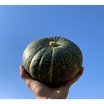 직접 매입 고당도 프리미엄 단호박 밤호박 3kg 5kg 10kg, 프리미엄 단호박 10kg 소과(10수-18수)