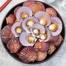 청정해역 통영 제철 홍가리비 국산 당일조업 산지직송 최상급 가리비 조개구이 조개찜, 홍가리비 2kg(40미-50미 내외)