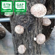 [하늘마음](무료배송)양양 유기농 참나무 원목재배 생표고버섯(1Kg), 생표고(1Kg), 중품
