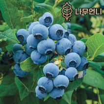 블루베리나무 블루베리 묘목 유실수 나무언니, 챈들러 :5치포트