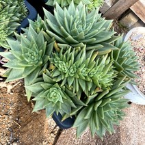 [올식스] 도감마리아철화 321A 다육 식물 다육이 키우기