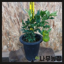 (나무농장) 한라봉나무 7치 화분