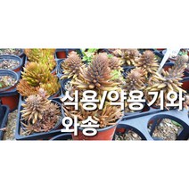 기와와송/약용와송 /와송, 식용와송/기와와송/와송