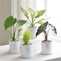실내공기정화식물 미니화분 몬스테라 올리브나무 스투키 율마 마오리소포라코로키아 테이블야자 아레카야자 율마 스투키, 10.멜라니고무나무, 3.화이트 사각화분