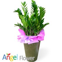 엔젤플라워 초특가 특대형식물 개업화분 축하화분 행운목 황금죽 고무나무 당일배송꽃배달, A04 금전수