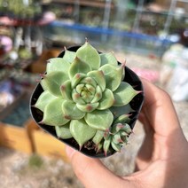(공주네다육이화원) 토스카넬리 쌍두 다육이 고급다육식물