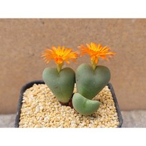 코노피튬/빌로붐-1672 아프리카농장, 1개