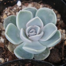 스노우바니 예쁜 다육식물 [소품랜덤발송] 0207-18