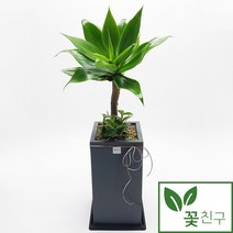 꽃친구 아가베 사각분 (서울 경기 외 대도시만 가능) 중형 대형 개업화분 축하화분 인테리어화분, 물받이받침(8.000원)