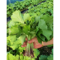 논산 하우스머위 머위잎 1kg 2kg