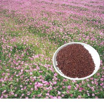 자운영 씨앗 1kg - 종자 꽃씨 녹비식물 씨앗