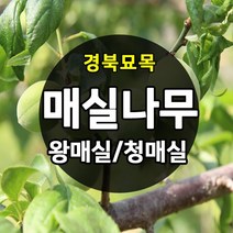 [경북농원] 매실나무 접목묘 특묘 (왕매실/청매실/홍매실), 왕매실 접목  상묘