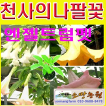 (FA소망)엔젤트럼펫 3개(흰색 오렌지색 핑크색 각1개)