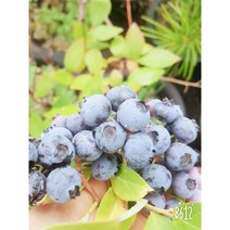 직접키운 블루베리 나무 3년생 화분 묘목, 블루베리3년생