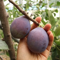 안동 프룬자두 산지직송 생푸룬 푸룬자두 2kg 3kg, 선물용 2kg, 1개