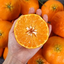 채홈 제주직송 제주 레드향 1.5kg(4과~13과) 2.5kg(7과~20과) 4.5kg(11과~28과) 중소과 중과 대과, 2.5kg 중소과(16과~20과)
