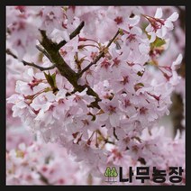 (나무농장) 벚나무 수양홍겹벚 접목1년 묘목